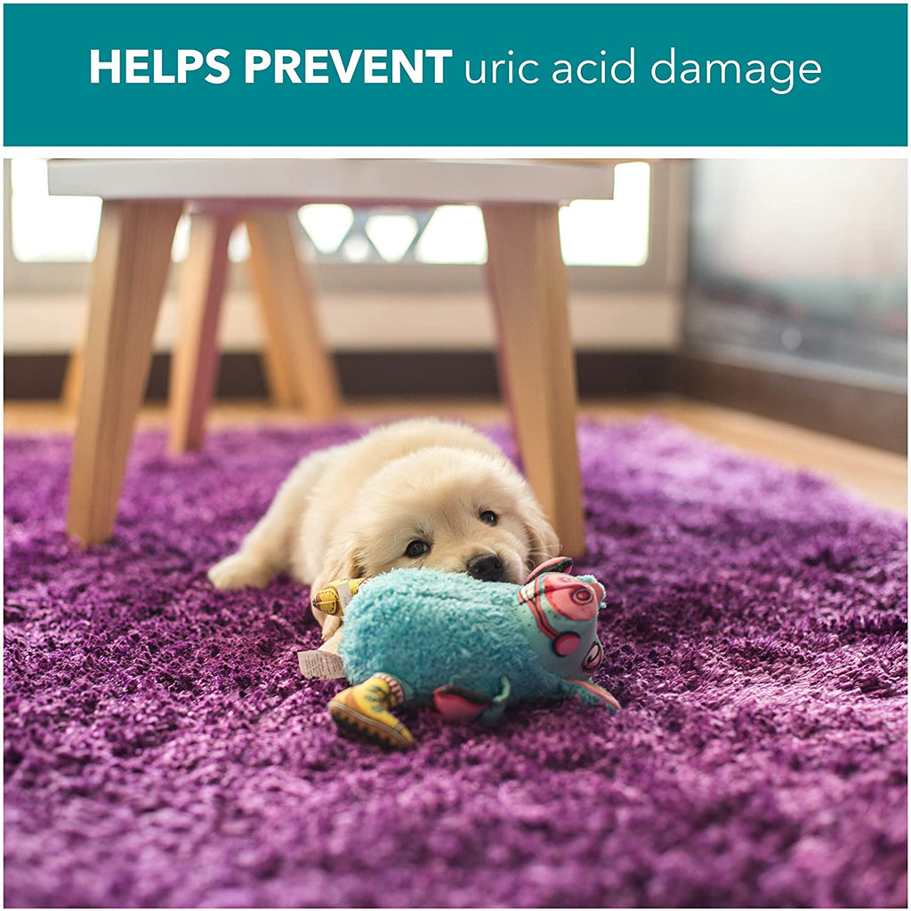 Dog wee odour remover on sale